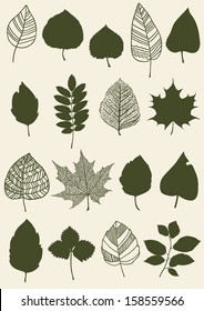 Herbarium of the different green leaves