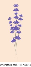 Herbario. Lavanda seca. Flor de lavanda. Ilustración vectorial.