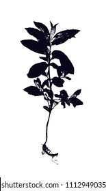 Herbarium with dry pressed plants on white background. black and white vector illustration. silhouette of the plant. mentha piperita.