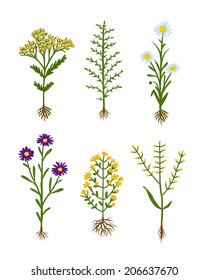 Herbarium flowers with roots, sketch for your design