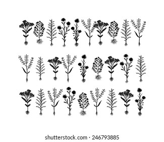 Herbarium flowers with roots, sketch for your design. Vector illustration