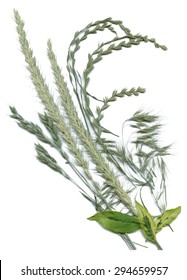 Herbarium with Green summer meadow herbs and leaves vector illustration