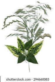 Herbarium with Green summer meadow herbs and leaves vector illustration