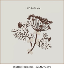 Herbarium page with a dried plant pinned to it