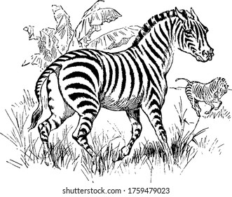 An herbivorous animal having white and black stripes over its body, vintage line drawing or engraving illustration.