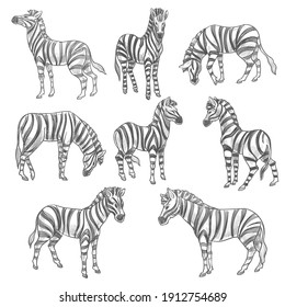 Herbivorous animals with stripes on skin, isolated equine mammals with hooves. Mammals in wildlife or national parks, zoo. Safari or savannah creature. Monochrome sketch outline, vector in flat style