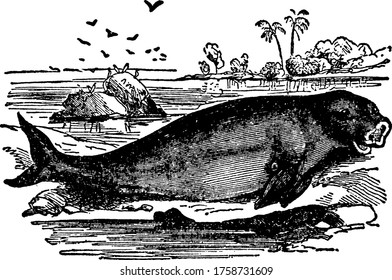 An herbivorous mammal, belonging to the Manatees, ranges from 10 to 20 feet in length. The color is a salty brown or bluish-black above and whitish below. They produce a clear oil of the best quality,