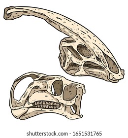 Herbivorous vegetarian dinosars skulls line hand drawn sketch image set. Iguanodontian ornithopod and Parasaurolophus Duck billed Hadrosaurids dinosaur fossils illustration