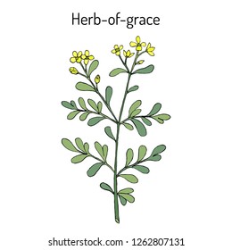 Herb-of-grace (Ruta graveolens), or common rue, medicinal plant. Hand drawn botanical vector illustration