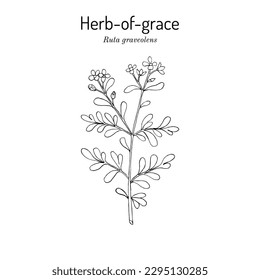 Herb-of-grace (Ruta graveolens), or common rue, medicinal plant. Hand drawn botanical vector illustration