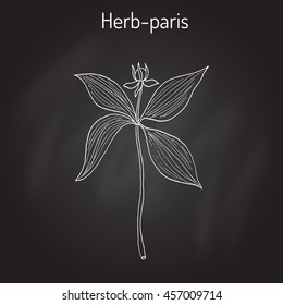 Herb-paris, or true lover's knot (Paris quadrifolia), poisonous plant. Hand drawn botanical vector illustration
