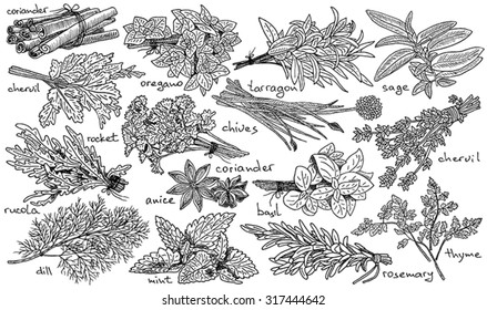 herbs, anice,basil, chervil, chives, cilantro, cinnamone, coriander, dill, mint, oregano, parsley, rosemary, rucola, rocket, sage, tarragon, thyme on the white background