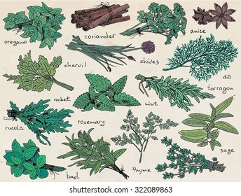 herbs, anice,basil, chervil, chives, cilantro, cinnamon, coriander, dill, mint, oregano, parsley, rosemary, rucola, rocket, sage, tarragon, thyme on the vintage background