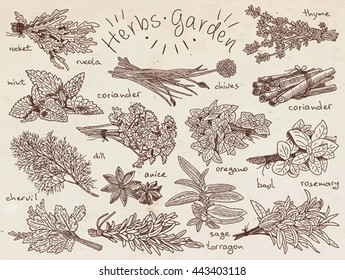 herbs, basil, chervil, chives, cilantro, coriander, dill, mint, oregano, parsley, rosemary, rocket, sage, tarragon, thyme, background, garden