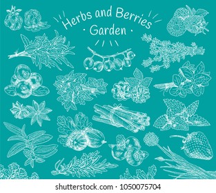 Herbs , berries garden. Vegan food. Blackberry, dewberry, gooseberries, raspberry, strawberry, blueberry, cloudberry, herbs, basil, coriander, dill, mint, oregano, parsley, rosemary, rocket,  tarragon