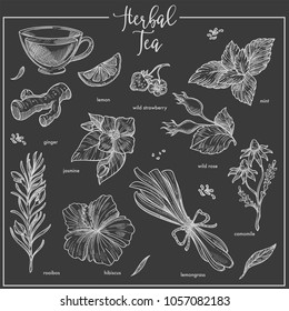 Herbs chalk sketch icons for herbal tea, cafeteria or packaging design template