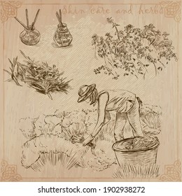 Herbs, cleanliness, scent and skin care. Collection of an hand drawn vector illustrations. Full sized hand drawings. Freehand sketching, Line art.