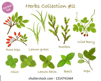 herbs collection #2