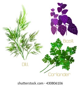 Herbs collection. Culinary and medicinal herbs. Vector illustration. Herbs isolated on white.
