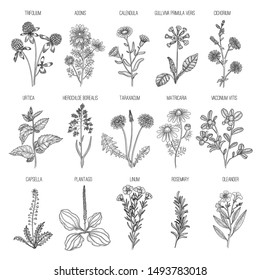 Herbs collection. Medical healthy flowers and herbs nature plants for garden rosemary lavender dandelion vector hand drawn collection