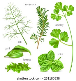 Herbs collection. Vector illustration.