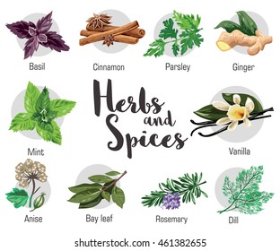 Herbs, condiment and spices with parsley, mint and rosemary, red basil, dill, anise, cinnamon and ginger, bay leaf and vanilla