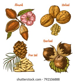 Herbs, condiments and spices. almond and walnut, pine nut and hazelnut, seeds for the menu. Organic plants or vegetarian vegetables. engraved hand drawn in old sketch, vintage style.