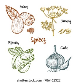 Herbs, condiments and spices. nutmeg and pistachios and garlic, caraway and seeds for the menu. Organic plants or vegetarian vegetables. engraved hand drawn in old sketch, vintage style.