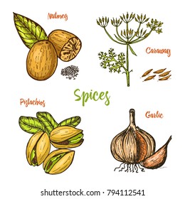 Herbs, condiments and spices. nutmeg and pistachios and garlic, caraway and seeds for the menu. Organic plants or vegetarian vegetables. engraved hand drawn in old sketch, vintage style.