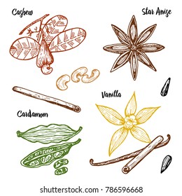 Herbs, condiments and spices. Vanilla and cinnamon, cashew and cardamom, seeds and star anise for the menu. Organic plants or vegetarian vegetables. engraved hand drawn in old sketch, vintage style.
