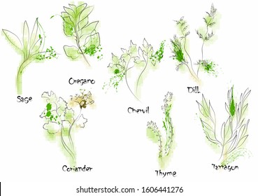 herbs. culinary abstract herbs on white background
