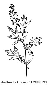 Herbs decorative drawing. Flowers vector line drawing. Botanical sketches.Vector illustration. Wildflowers linear drawing. Spring summer black and white herbs. Decor element. Tattoo design.