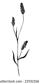 Kräuterzeichnung Blumen, Vektorgrafik. Botanische Skizzen.Vektorgrafik. Lineare Zeichnung von Wildblumen. Frühlingssommer schwarz-weiße Kräuter. Dekorelement. Tattoo-Design.