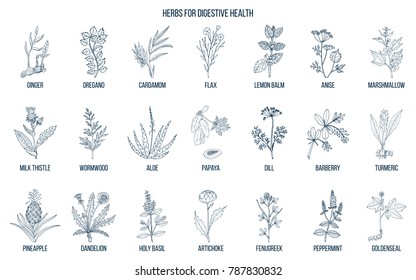 Herbs for digestive health. Hand drawn vector set of medicinal plants