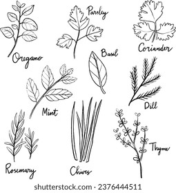 Herbs Element Illustration set Collection