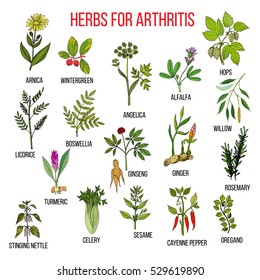 Hierbas para combatir la artritis: boswellia, sauce, apio, jengibre, arnica, wintergreen, andelica, alfalfa, lúpulo, regaliz, ginseng, romero, cúrcuma, ortiga, sésamo, pimienta, orégano. Vector dibujado a mano