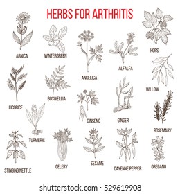 Hierbas para combatir la artritis: boswellia, sauce, apio, jengibre, arnica, wintergreen, andelica, alfalfa, lúpulo, regaliz, ginseng, romero, cúrcuma, ortiga, sésamo, pimienta, orégano. Vector dibujado a mano