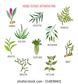 Herbs to fight arthritis pain: turmeric, eucalyptus, boswellia, aloe vera, willow, celery, tea, mistletoe, ginger, cat claw. Hand drawn botanical vector illustration