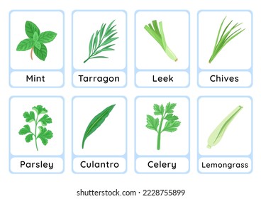 Herbs flashcard collection for children education, printable montessori material