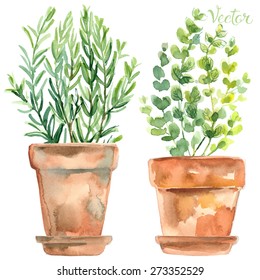 Herbs in a flowerpot. Oregano in a pot. Rosemary in a pot. Herbs painted with watercolors on white background