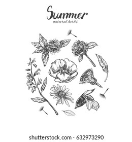 Herbs and flowers collection. Vector hand drawn. Isolated objects on white