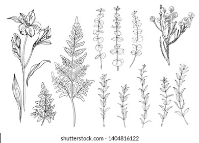 Herbs and flowers painted black line. Vector drawing. Wildflowers, fern