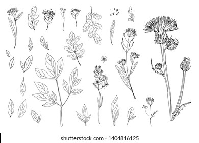 Herbs and flowers painted black line. Vector drawing. Wildflowers