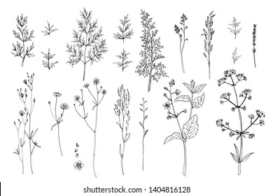 17,628 Wildflower line drawing Images, Stock Photos & Vectors ...