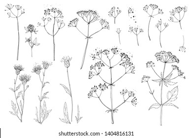 Herbs and flowers painted black line. Vector drawing. Wildflowers