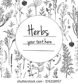 Herbs and flowers painted black line. Space for text. Vector drawing. Template with a sketch of herbs.