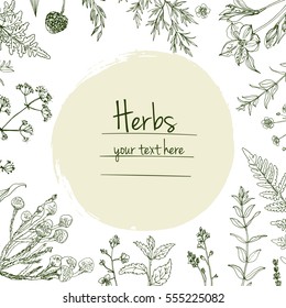 Herbs and flowers painted green line. Space for text. Vector drawing. Template with a sketch of herbs. Green color