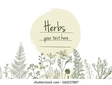 Herbs and flowers painted green line. Space for text. Vector drawing. Template with a sketch of herbs. Green color