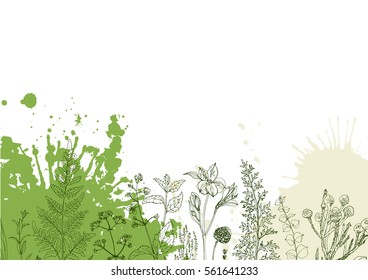 Herbs and flowers painted green line. Space for text. Vector drawing. Template with a sketch of herbs. Green color