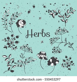 Herbs and flowers set. Hand drawn plants. Vector botanical illustrations.